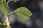 Purple amaranth